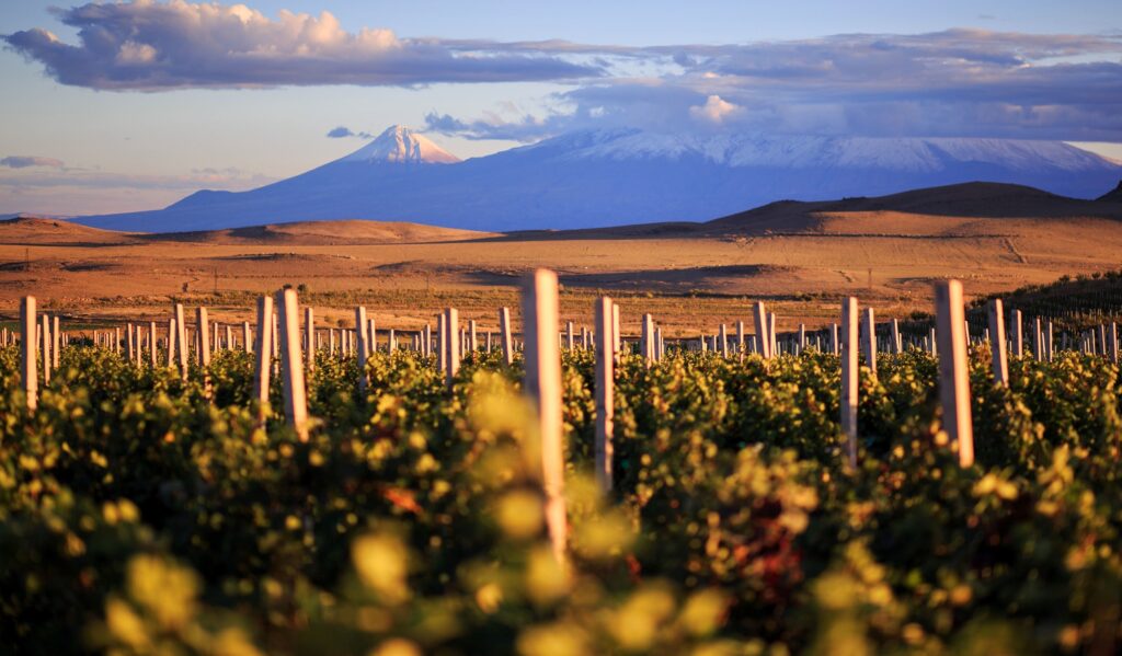 Grape field in Armenia